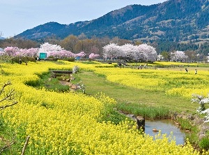 Canola flowers and cherry blossoms in a rural area