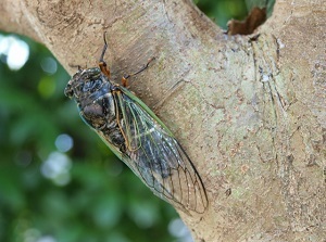A cicada on a tree