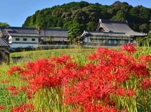 Red spider lilies in Nara Prefecture