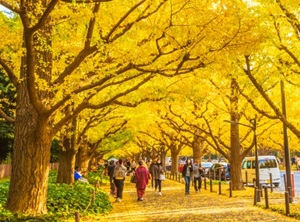 Gingko trees along a street in Tokyo