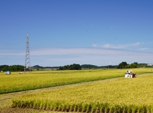 Harvesting rice in autumn