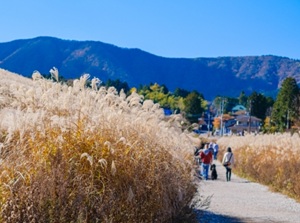 Field of Susuki in Hakone