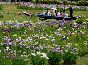Suigo Sawara Ayame Park in Chiba Prefecture