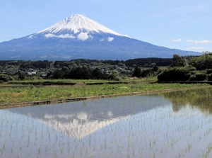 Rice fields in May