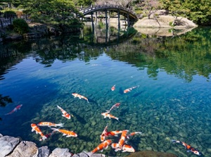 Nishikigoi in the pond of Ritsurin Park