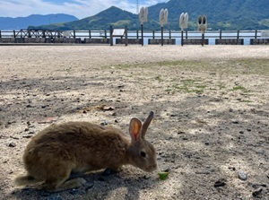 Okunoshima (Rabbit Island)