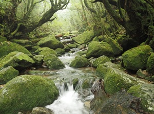 Yakushima