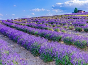 Flower-land in Furano