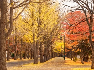 Hokkaido University