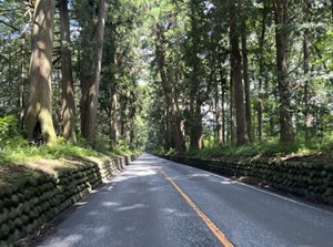 Cedar Avenue of Nikko