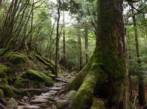 Yakushima