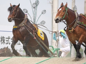 Okhotsk Ryuhyo Museum