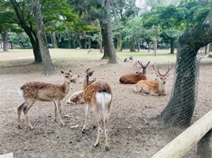 Nara Park