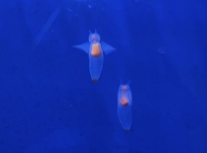 Okhotsk Ryuhyo Museum