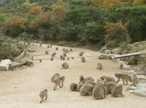 Monkey Park in Shodoshima