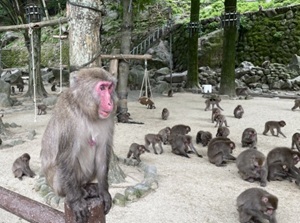 Takasakiyama Monkey Park