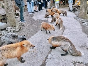 Zao Fox Village