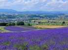 Furano