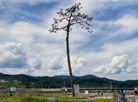 Miracle Lone Pine