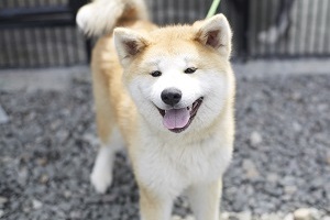 Akita-inu