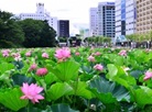 Akita city