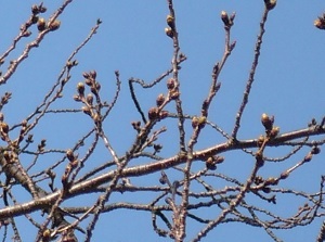 Buds of Sakura