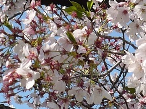 Chirihajime