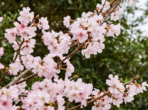 Ezo-yamazakura