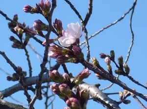 First blooming of Sakura