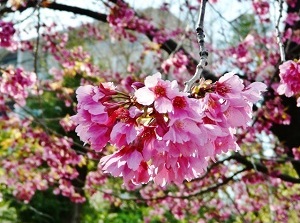 Kanhi-zakura