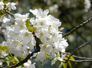 Oshima-zakura