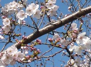 30% in bloom